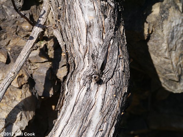 Trumpet Creeper (Campsis radicans) bark