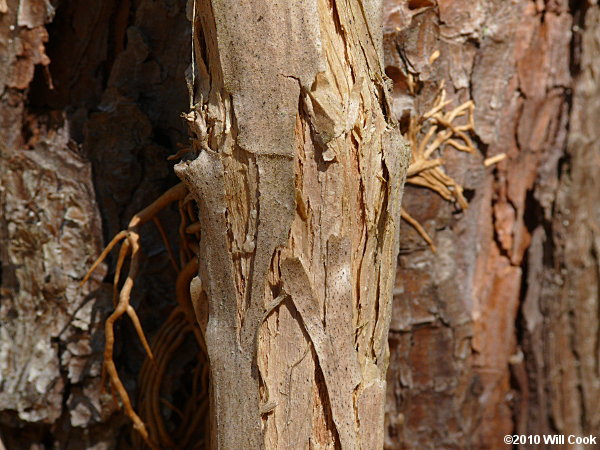 Trumpet Creeper (Campsis radicans) bark