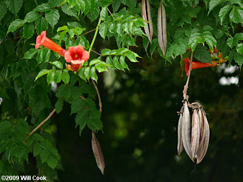 Trumpet Creeper (Campsis radicans) fruit