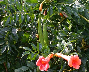 Trumpet Creeper (Campsis radicans) flower fruit
