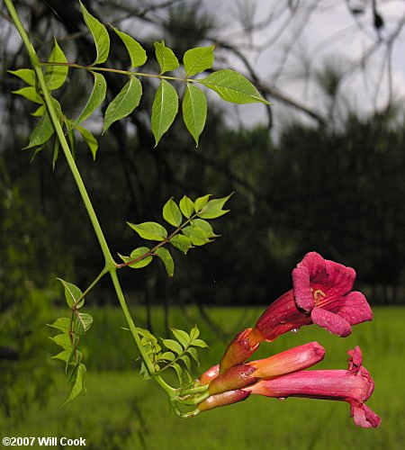 Trumpet Creeper (Campsis radicans) flower