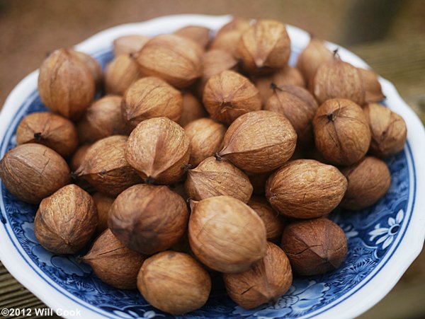 Mockernut Hickory (Carya alba/tomentosa) nuts