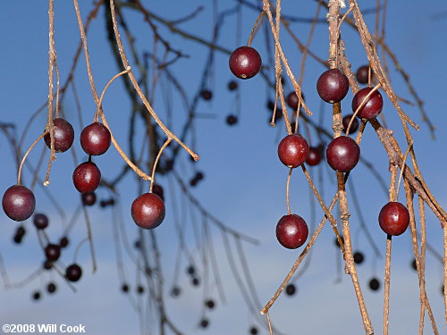 Sugarberry (Celtis laevigata) fruits