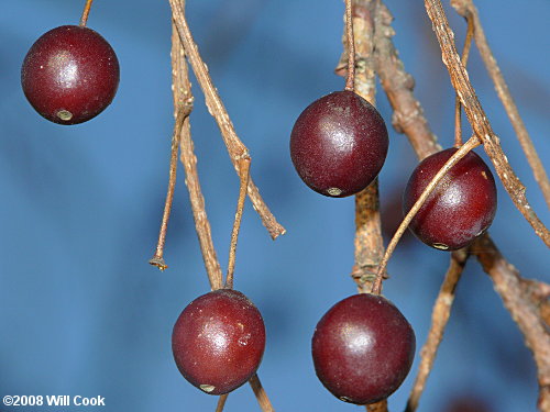 Sugarberry (Celtis laevigata)fruits