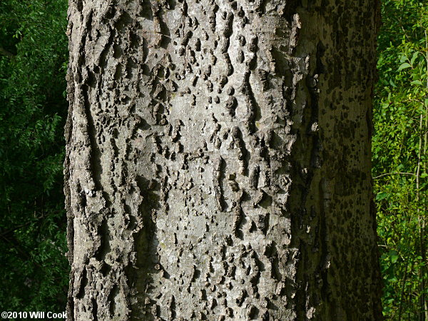 Sugarberry (Celtis laevigata) bark