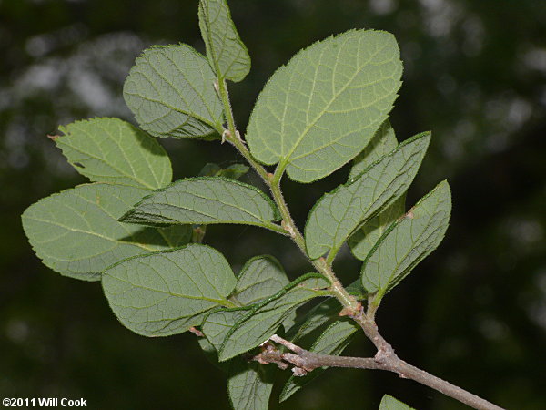 Texas Sugarberry (Celtis laevigata var. texana)