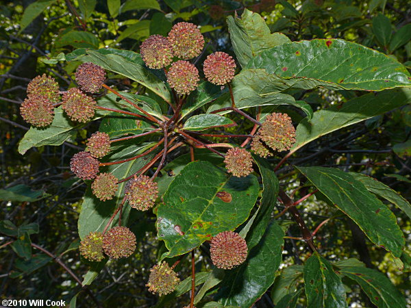 Common Buttonbush (Cephalanthus occidentalis) fruit