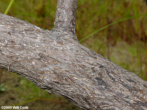 Common Buttonbush (Cephalanthus occidentalis) bark