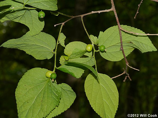 Dwarf Hackberry (Celtis tenuifolia) drupes galls
