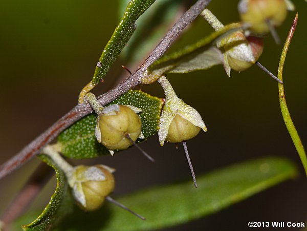 Leatherleaf (Chamaedaphne calyculata) fruit