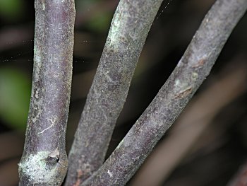 Leatherleaf (Chamaedaphne calyculata) bark