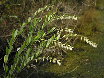 Leatherleaf (Chamaedaphne calyculata) flowers