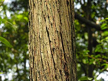 Atlantic Whitecedar (Chamaecyparis thyoides) bark