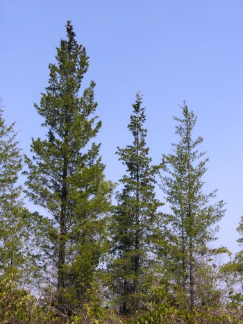 Atlantic Whitecedar (Chamaecyparis thyoides) tree