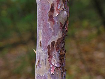 Mountain Sweet Pepperbush (Clethra acuminata) bark
