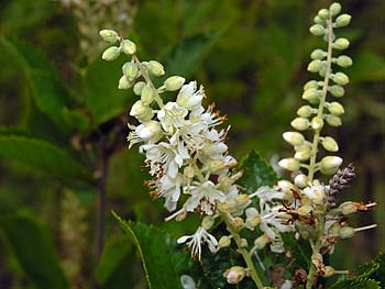 Coastal Sweet Pepperbush (Clethra alnifolia)