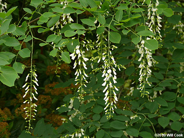 Yellowwood (Cladrastis kentukea) flowers