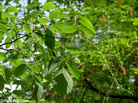 Yellowwood (Cladrastis kentukea) leaves