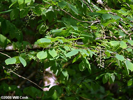 Yellowwood (Cladrastis kentukea) leaves