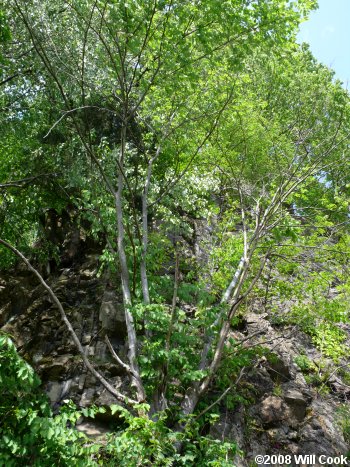 Yellowwood (Cladrastis kentukea) tree