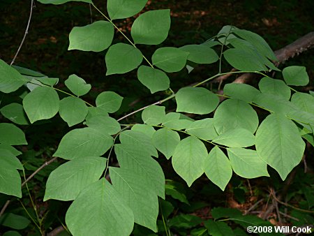 Yellowwood (Cladrastis kentukea) leaf