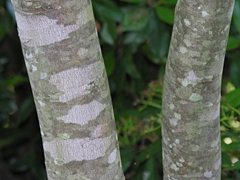 Yellowwood (Cladrastis kentukea) bark