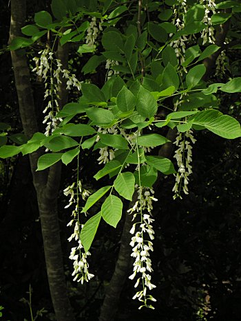Yellowwood (Cladrastis kentukea) flowers