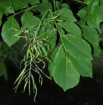 Yellowwood (Cladrastis kentukea) fruit