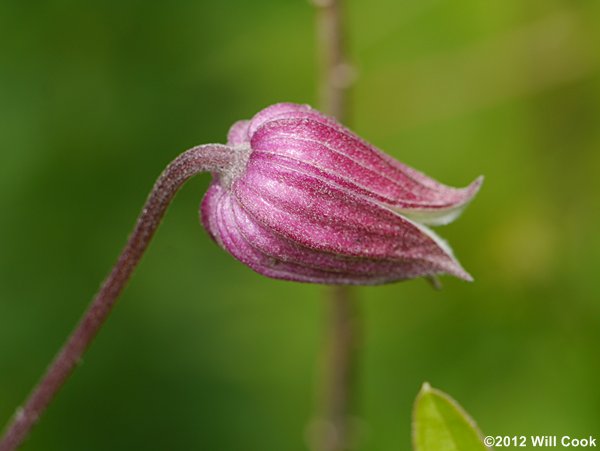 Northern Leatherflower, Vasevine (Clematis viorna)