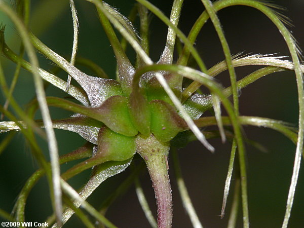 Virgin's-bower (Clematis virginiana) fruits