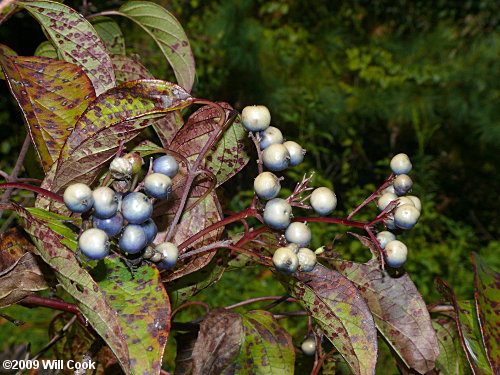 Swamp Dogwood (Cornus amomum) fruit