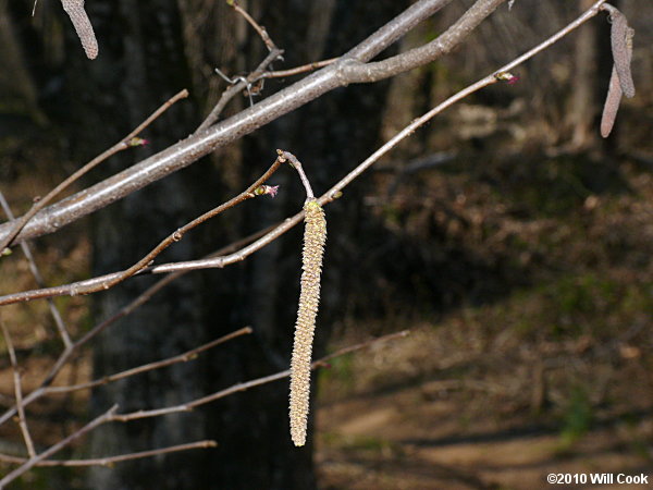 American Hazelnut (Corylus americana) catkins
