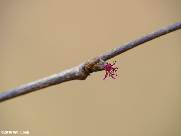 American Hazelnut (Corylus americana) female flowers