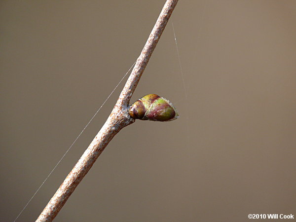 American Hazelnut (Corylus americana) bud