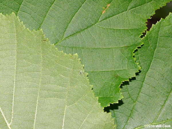 American Hazelnut (Corylus americana)