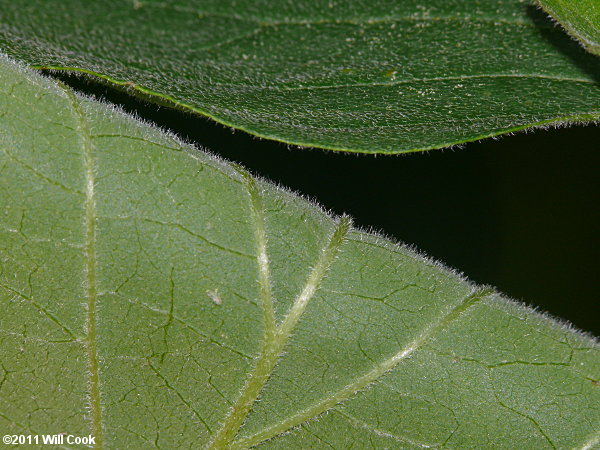 Swamp Dogwood (Cornus amomum)