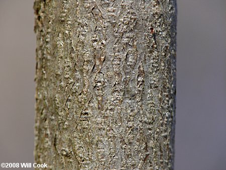 American Hazelnut (Corylus americana) bark