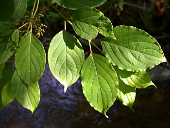 Swamp Dogwood (Cornus amomum) leaves