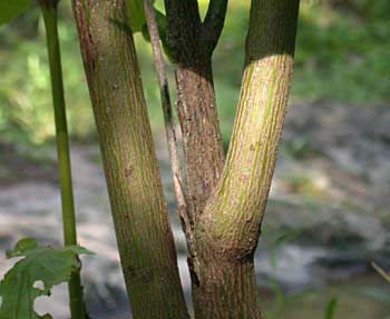 Swamp Dogwood (Cornus amomum) bark