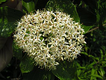 Swamp Dogwood (Cornus amomum) flowers