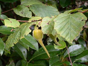 Beaked Hazelnut (Corylus cornuta)