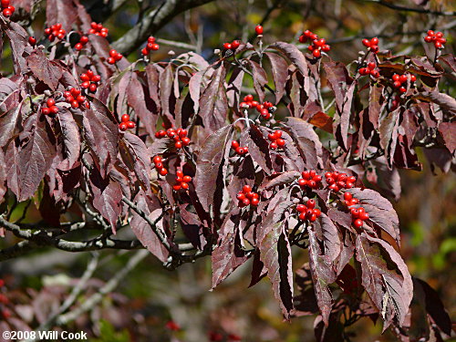 Flowering Dogwood (Cornus florida) fall color fruit