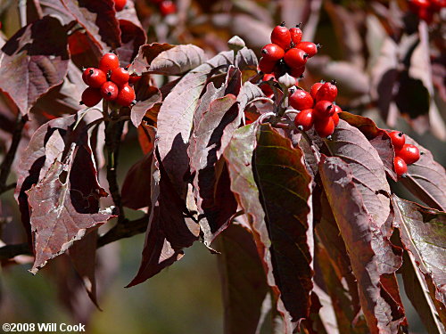 Flowering Dogwood (Cornus florida) fall color fruit