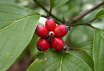 Flowering Dogwood (Cornus florida) fruit