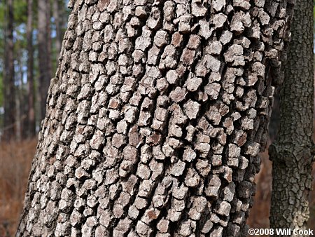 Flowering Dogwood (Cornus florida) bark