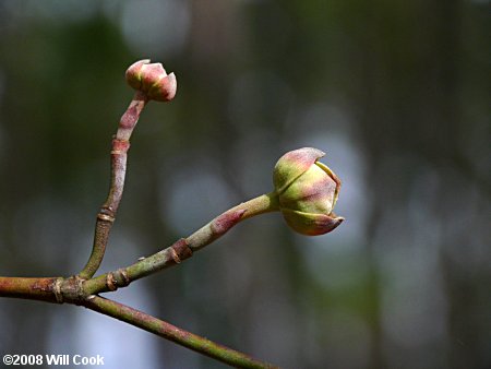 Flowering Dogwood (Cornus florida) bud
