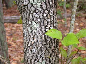 Flowering Dogwood (Cornus florida) bark