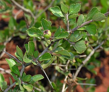 One-flowered Hawthorn (Crataegus uniflora)