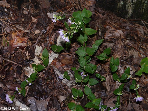 Stone-mint, American-dittany, Wild-oregano (Cunila origanoides)