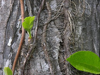 Climbing Hydrangea (Decumaria barbara)